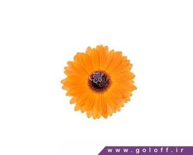 گل ژربرا گلدن سرنا - Gerbera | گل آف